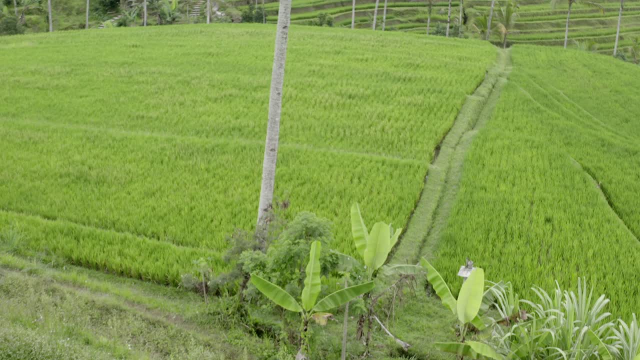 дронный взгляд на рисовые террасы джатилуви на бали