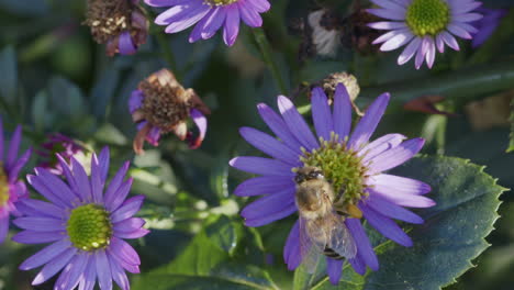 honey bee on aster amellus flower, taking nectar, flying from flower to flower