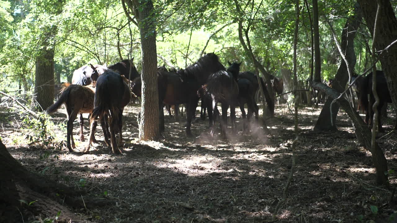 bosque mágico con hermosos caballos salvajes