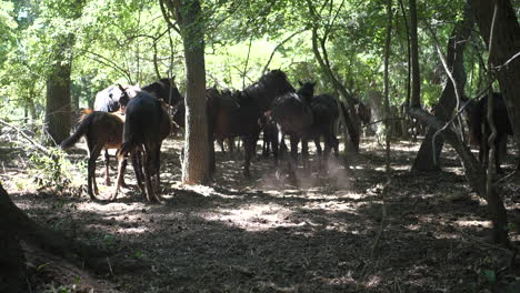 Bosque-Mágico-Con-Hermosos-Caballos-Salvajes