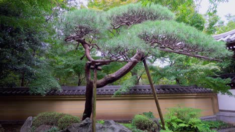 Japanese gardening has a long history and a lot of tradition, the branches of old trees are usually supported with sticks to give them different shapes