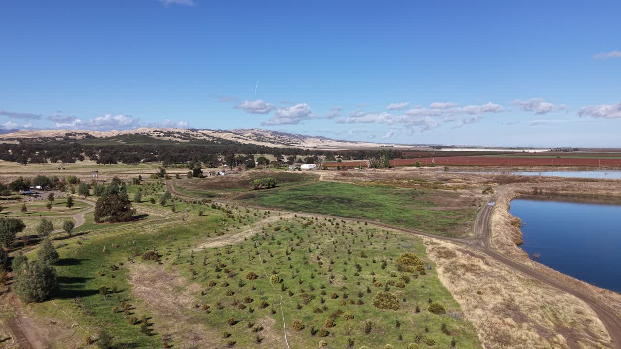 Drone rises above a field of young trees, revealing a water basin, a dirt road and distant hills under a clear blue sky in Capay, California