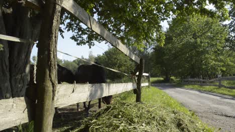 Zwei-Braune-Pferde,-Die-An-Einem-Schönen-Sonnigen-Tag-Gras-Hinter-Dem-Zaun-Fressen