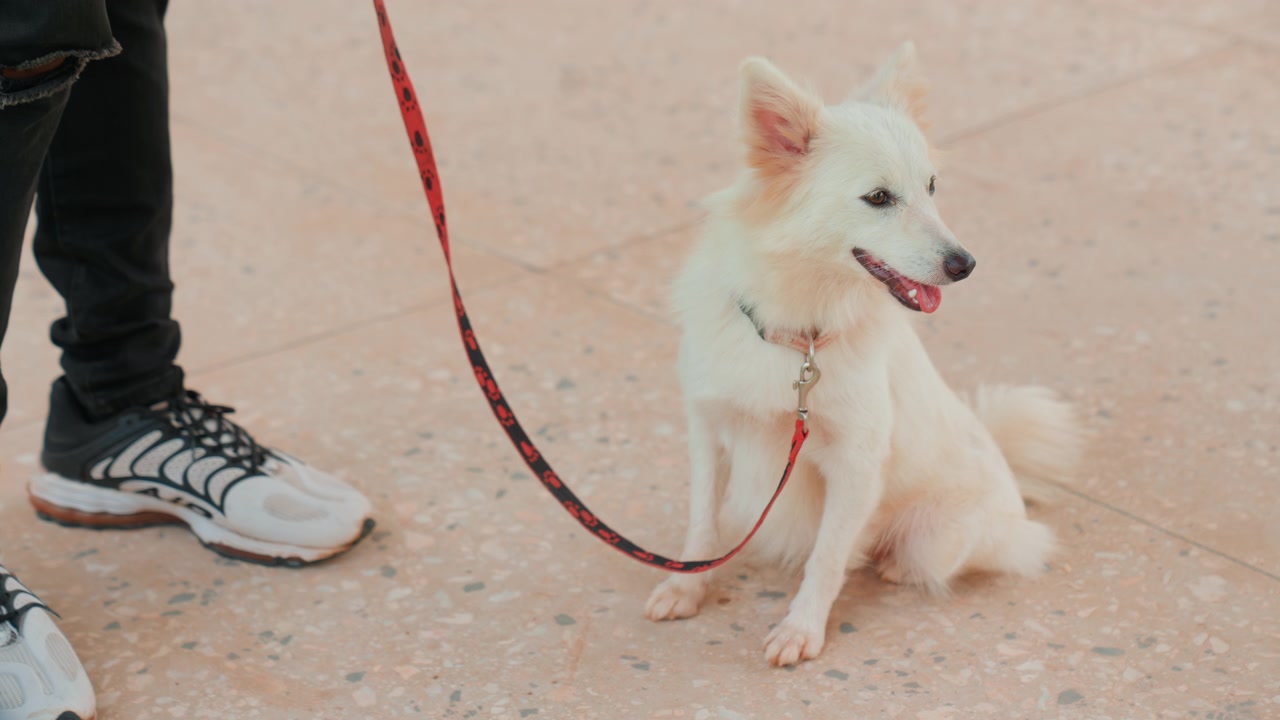 Piccolo cane bianco seduto accanto ai piedi del proprietario, guinzaglio rosso arrotolato su pavimentazione illuminata dal sole, scarpe da ginnastica casual, sguardo paziente verso la fotocamera, dolce compagnia, atmosfera di una piacevole passeggiata urbana. La scena mostra una razza piccola e calma.