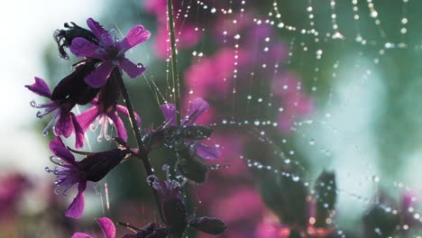 flores púrpuras y gotas de rocío en una telaraña