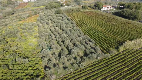 Vista-Aérea-Sobre-Hileras-De-Viñedos-Y-Olivos,-En-La-Campiña-Montañosa-Del-Sur-De-Italia