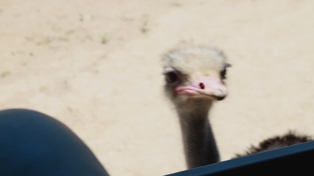 Large ostrich in a zoo environment waiting to be fed close to the visitor's safari truck