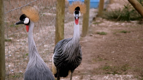 majestuosas grullas coronadas de gris en un corral en el santuario