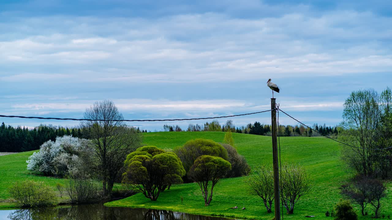 Stork sitting on a pole with a view over countryside landscape in spring and blooming trees. Majestic stork perched on utility pole over scenic countryside timelapse with moving clouds in the evening