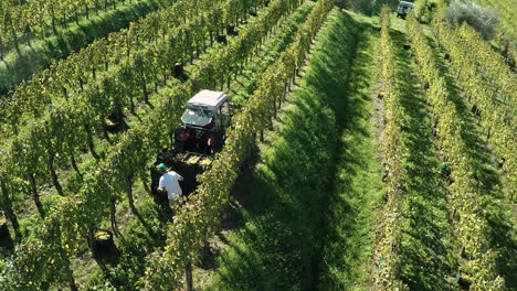 la cosecha de uvas en un viñedo