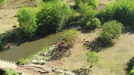 Drone-aerial,-Zebra-heading-back-to-trees-after-drinking-at-the-river