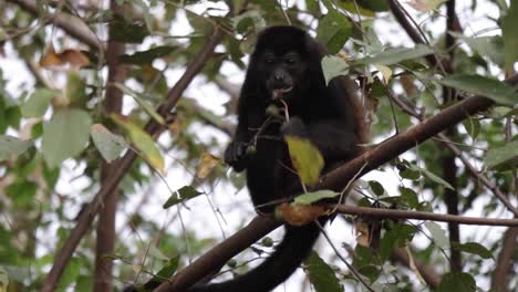 relaxed and calm howler monkey sitting on a tree branch, eating fruit in a tropical dry forest, gulf of nicoya, costa rica