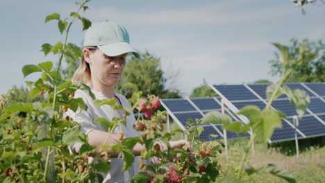 the farmer harvests raspberries. solar panels in the background