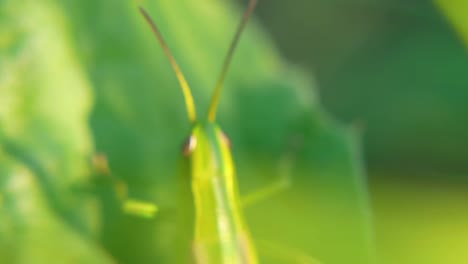 saltamontes verdes en una hoja