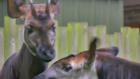 okapi raise heads and flap ears around, face closeup in dublin zoo ireland