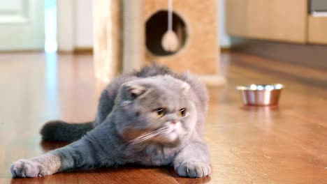 gato escocés plegado en el interior