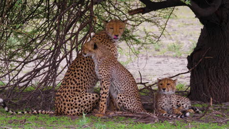 una hembra de guepardo con dos cachorros se levanta y se estira bajo el árbol en botswana - de cerca