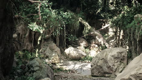 a lush and overgrown forest path with sunlight filtering through the leaves