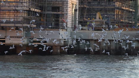 flock of seagulls flying over the dubai creek near the deira gold souk in the united arab emirates. -wide shot