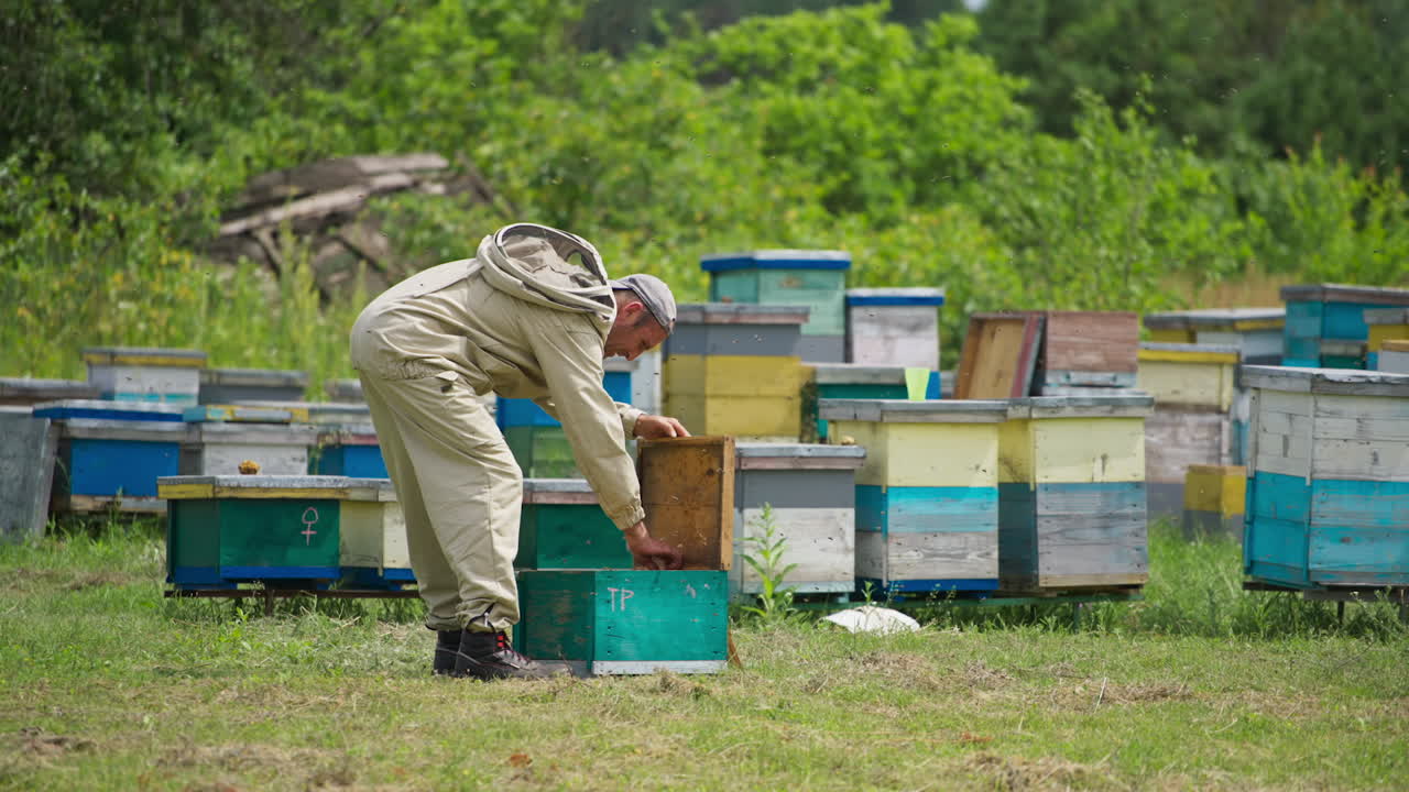 Apiarist examines the honeycomb frames in his apiary. Male beekeeper shakes off the insects from the frame. Green trees at the background.