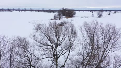 Kojote-Läuft-Und-Springt-Unter-Einem-Umgestürzten-Baum-In-Einem-Erstaunlichen-Luftmoment