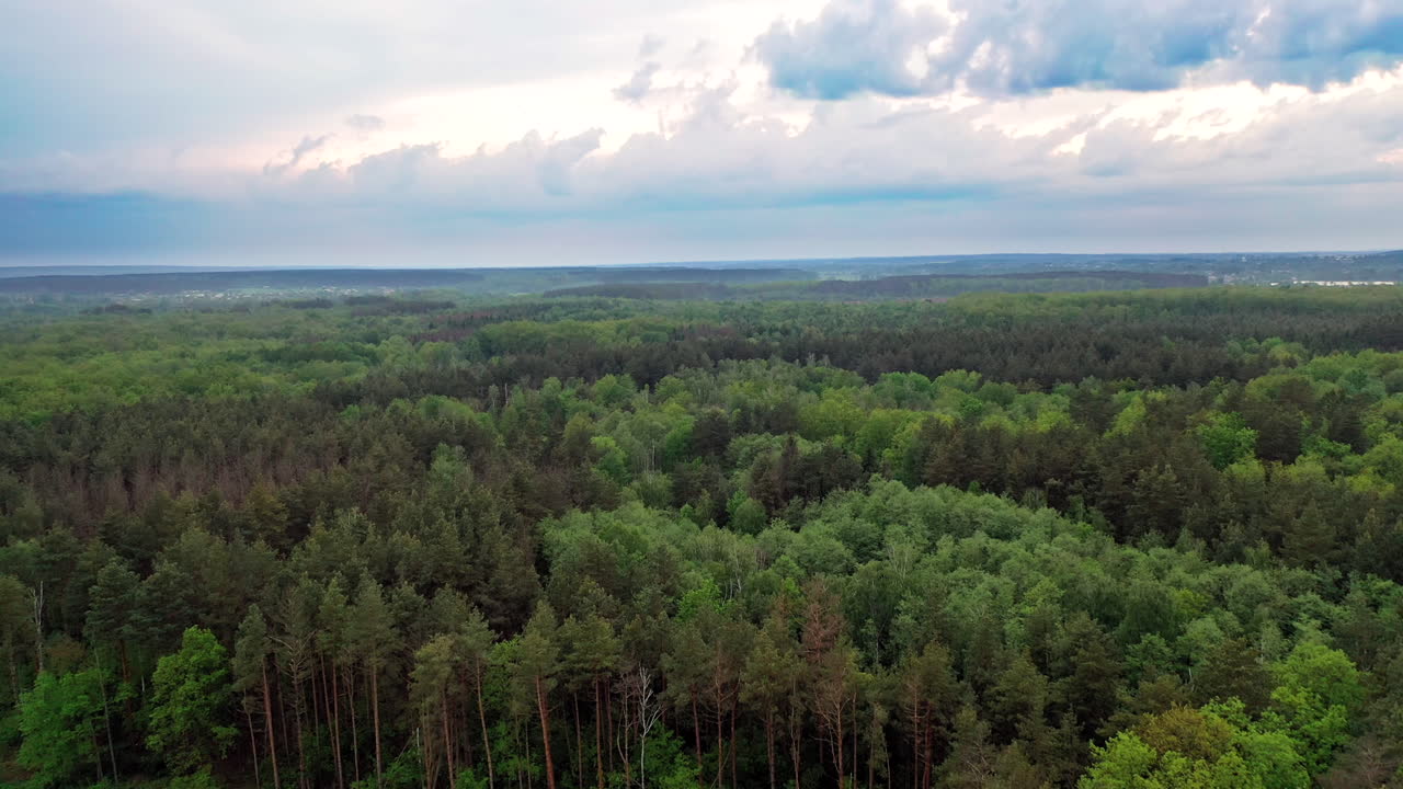 Forest Landscape View. Scenic forest of fresh green deciduous trees
