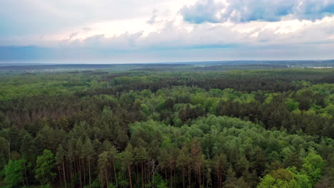 forest landscape view. scenic forest of fresh green deciduous trees