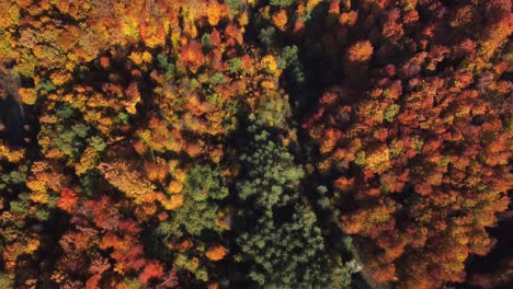 beautiful autumn aerial looking down at the tops of green, red, yellow and orange colored fall foliage in a forest on hills