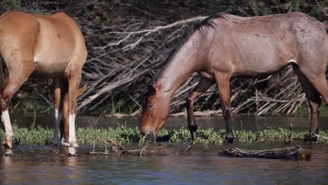 wild horses foraging for food in a river in slow motion