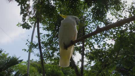 A-beautiful-white-cockatoo-perched-on-a-branch,-its-feathers-gently-ruffled-by-the-wind