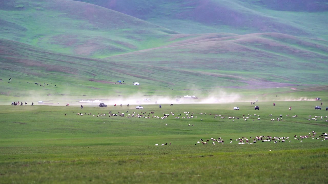 Fåreflok græssende på den vidtstrakte mongolske steppe