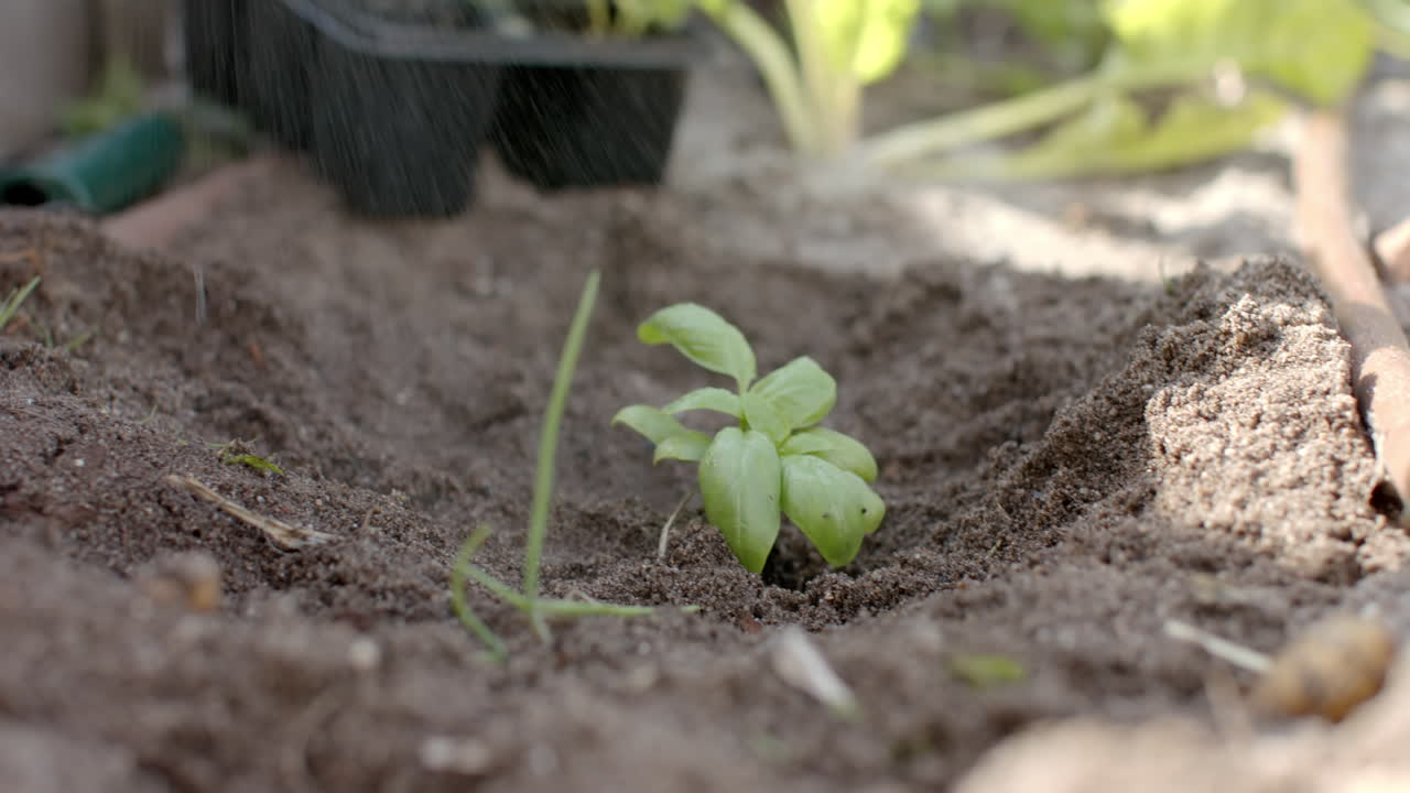 Caucasian woman working in garden and planting plants, slow motion