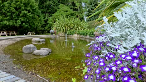a tranquil pond with a small fountain, surrounded by lush greenery and vibrant purple flowers, captured in bright natural daylight with a static camera