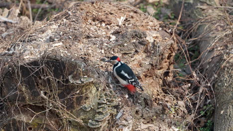 great spotted woodpecker male bird perched on old tree log looking for food pecking bark with bill