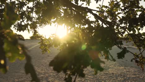 sunset through the branches of a tree at the beach