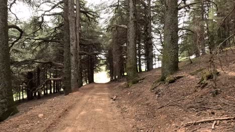 Hermoso-Bosque-Verde-En-Un-Día-Soleado