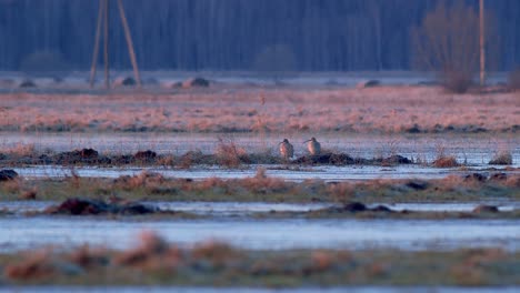 長嘴 (long-billed curlew) 在早晨的日出光線下,在冰凍的水池中,在春季的遷徙中