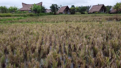 drone flying low over rice fields towards thatched eco huts in ubud, bali