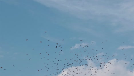 Viele-Vögel-Wenden-Sich-Wieder-Hochspannungskabeln-Zu