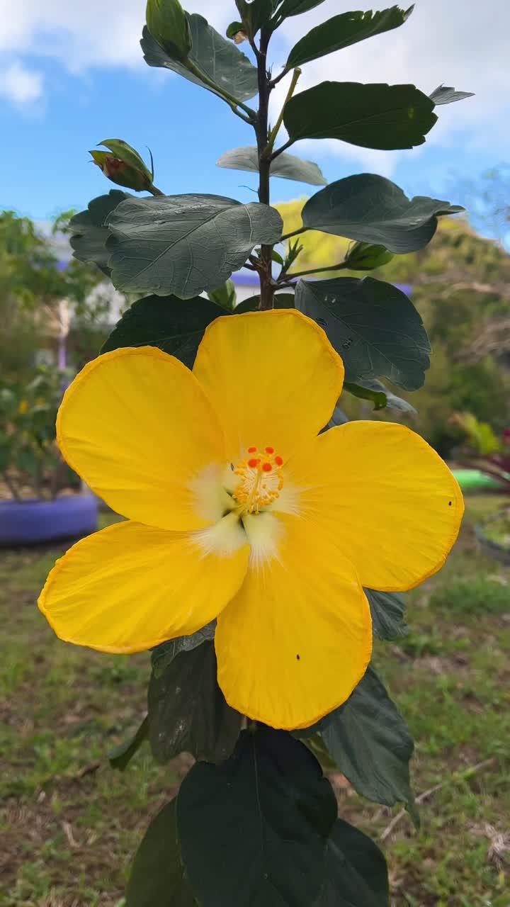 Close-up of a vibrant yellow Hibiscus flower