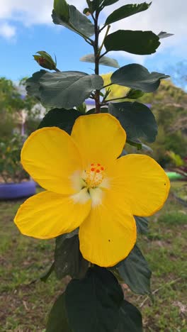 close-up of a vibrant yellow hibiscus flower