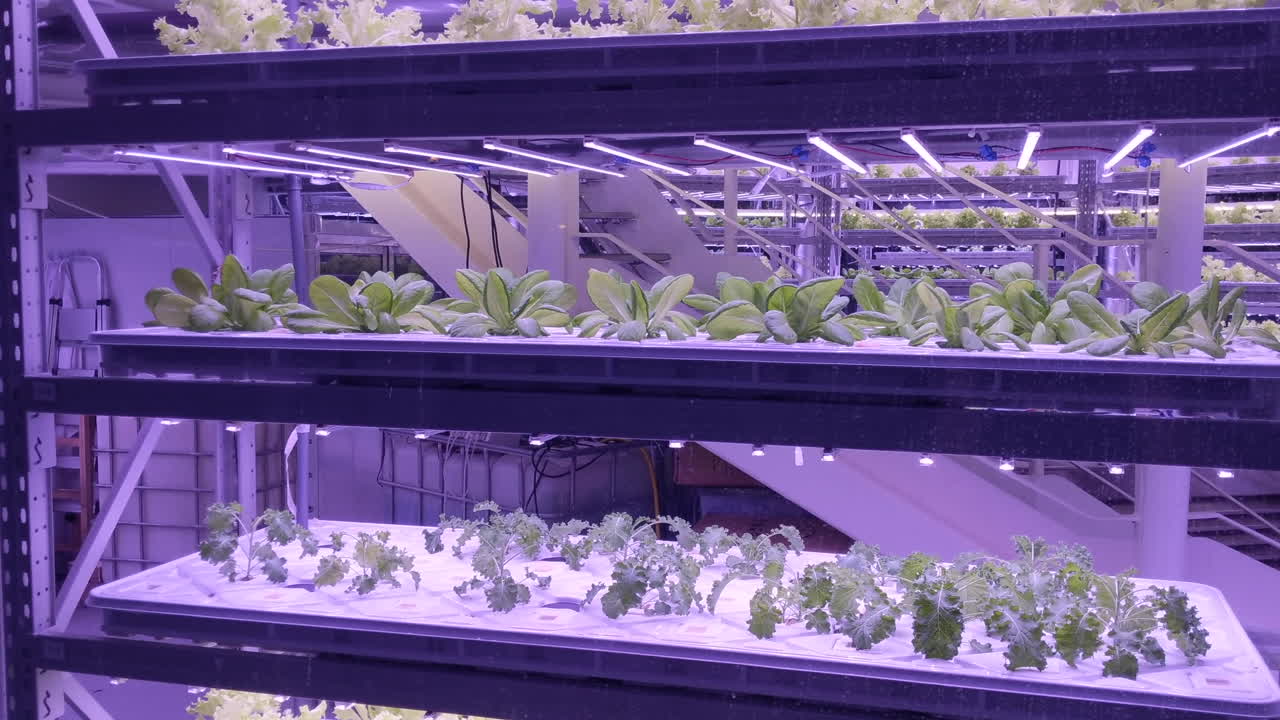 Plants grow on hydroponics in vertical sustainable farm with purple LED lights