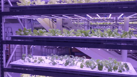 plants grow on hydroponics in vertical sustainable farm with purple led lights