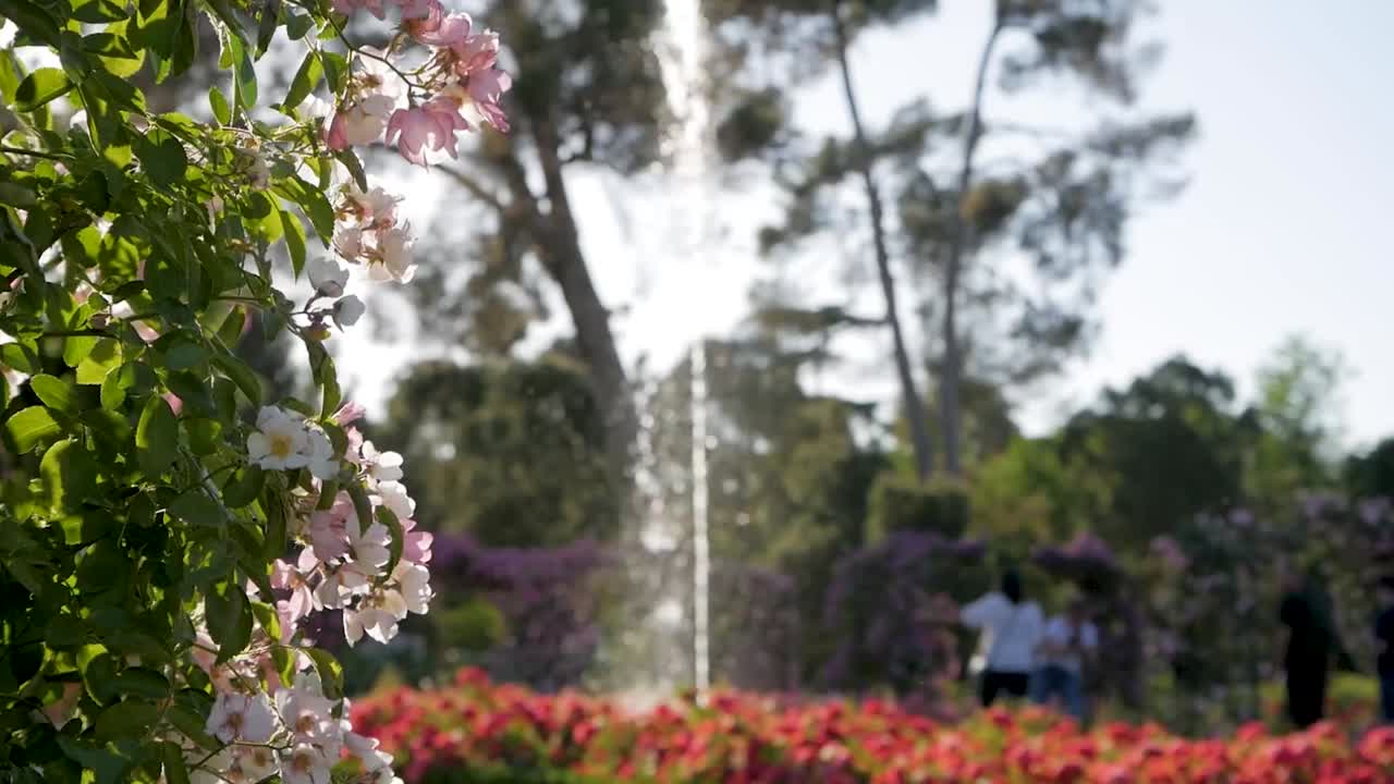 Beautiful Rose Garden with Fountain