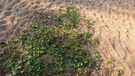 green plants spread across sandy beach under warm sunlight in phuket, thailand. calm and natural setting captured in 17-second video