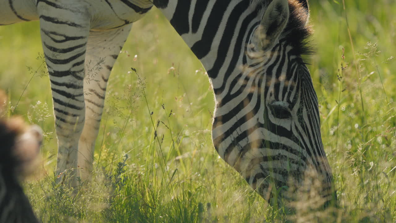 In the tall grasses of the African savannah, a zebra forages peacefully, its striking black-and-white stripes blending seamlessly into the lush landscape.