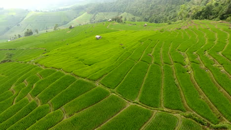 rice field terrace on mountain agriculture land.