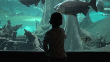 silhoutte of a little boy at the aquarium waving goodbye to the big fish