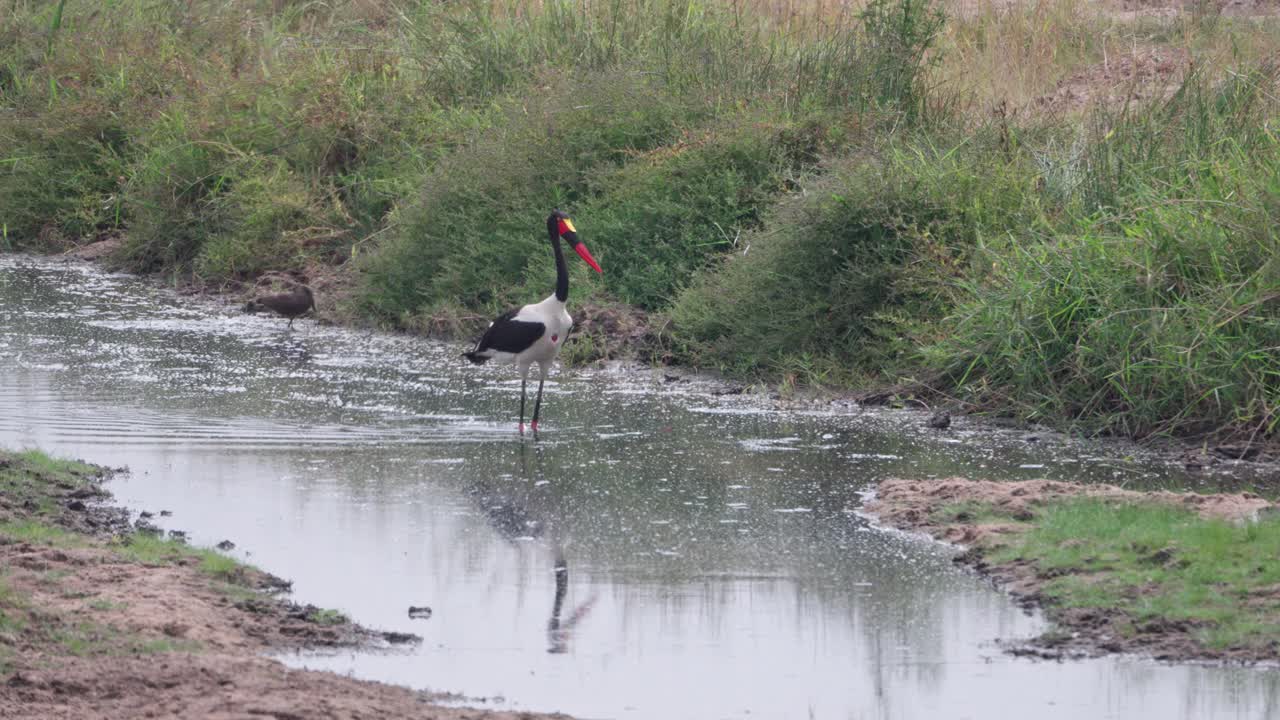 Saddle-billed stork (Ephippiorhynchus senegalensis) searching for food in the stream channelin Tarangire National Park, Tanzania