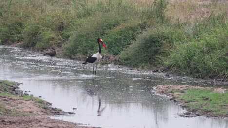 saddle-billed stork (ephippiorhynchus senegalensis) searching for food in the stream channelin tarangire national park, tanzania